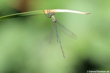 Weidenjungfer (Chalcolestes viridis) im Garten