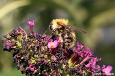 Frühlings-Seidenbiene (Colletes cunicularius) im Garten