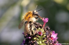 Frühlings-Seidenbiene (Colletes cunicularius) im Garten