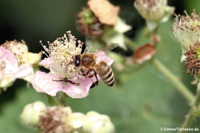 Gemeine Seidenbiene (Colletes daviesanus)