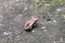 Lederwanze (Coreus marginatus) im Garten