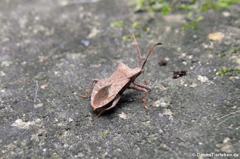 Coreus marginatus