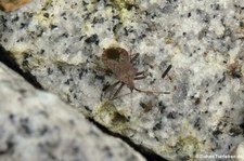 Lederwanze (Coreus marginatus) im Garten