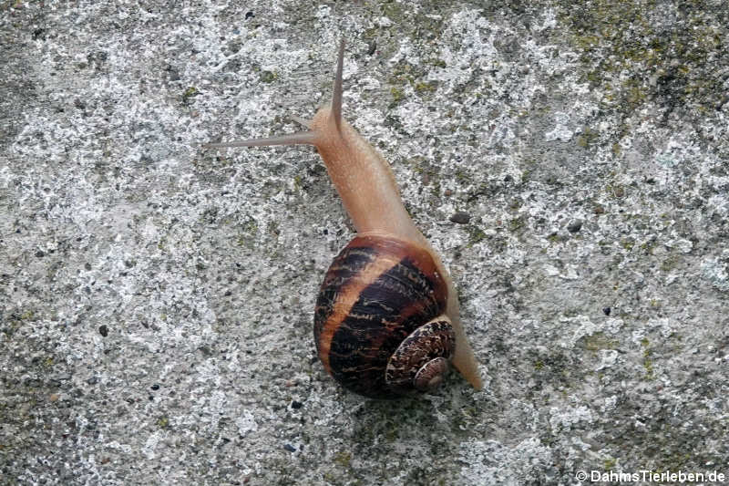 Cornu aspersum