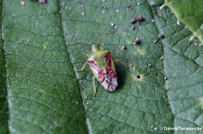 Buntrock (Cyphostethus tristriatus) im Garten