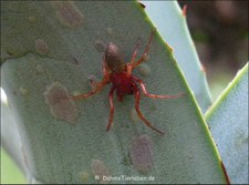 Kleiner Asseljäger (Dysdera erythrina) im Garten