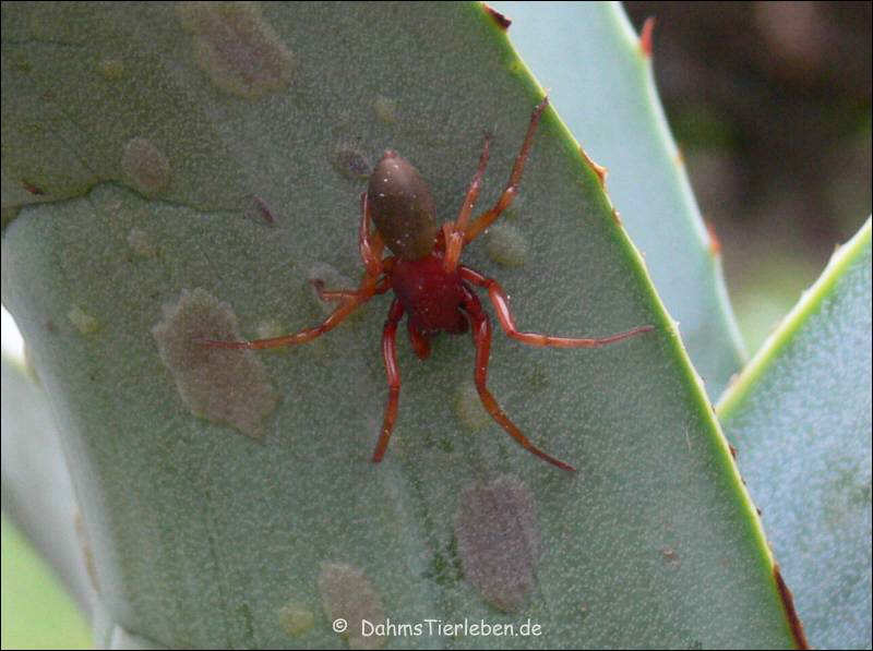 Dysdera erythrina