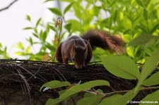 Eichhörnchen (Sciurus vulgaris fuscoater) im Garten