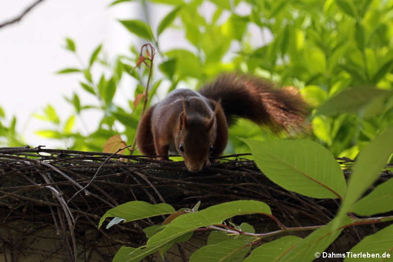 Eichhörnchen (Sciurus vulgaris fuscoater)