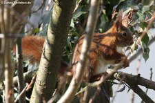 Eichhörnchen (Sciurus vulgaris fuscoater) im Garten