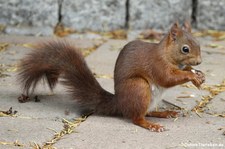 Eichhörnchen (Sciurus vulgaris fuscoater) im Garten