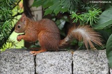 Eichhörnchen (Sciurus vulgaris fuscoater) im Garten