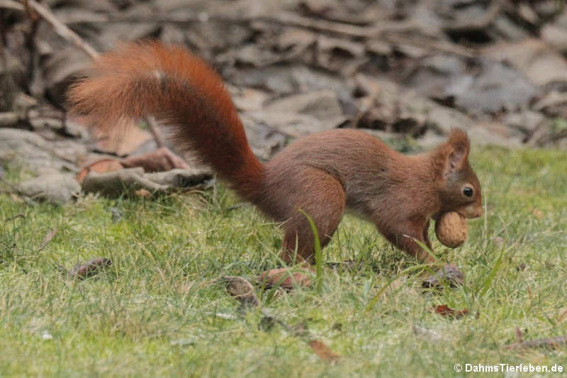 Eichhörnchen (Sciurus vulgaris fuscoater)