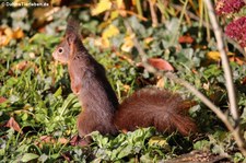 Eichhörnchen (Sciurus vulgaris fuscoater) im Garten