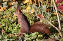 Sciurus vulgaris fuscoater