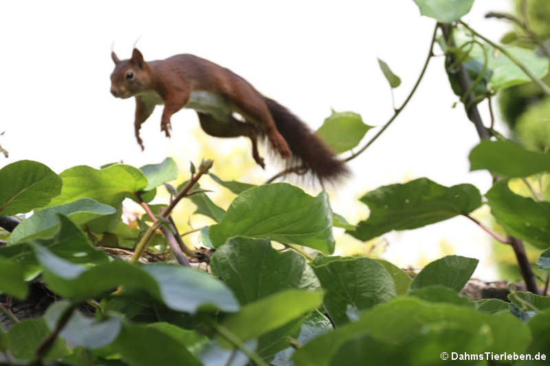 Eichhörnchen (Sciurus vulgaris fuscoater)