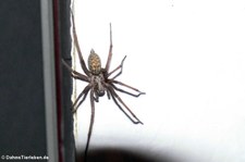 Große Winkelspinne (Eratigena atrica) in Köln