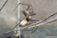 Große Winkelspinne (Eratigena atrica) in Köln