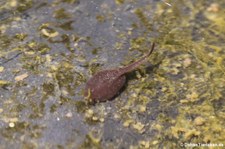 Kaulquappe einer Erdkröte (Bufo bufo) im Gartenteich