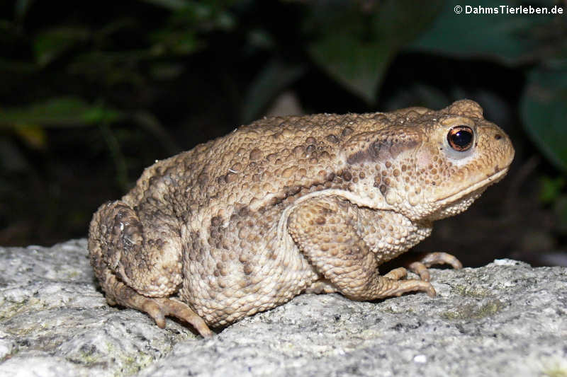 Erdkröte im Gartenteich (Bufo bufo)