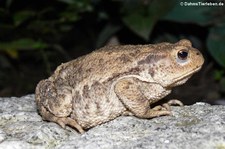 Nachtaufnahme einer Erdkröte (Bufo bufo) im Garten