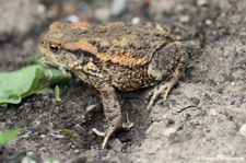 Erdkröte (Bufo bufo) im Garten