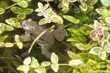 Erdkröte und Laichschnüre (Bufo bufo) im Gartenteich