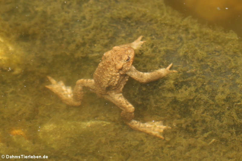 Erdkröte unter Wasser