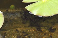 Kaulquappen der Erdkröten (Bufo bufo) im Gartenteich
