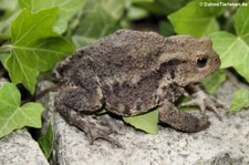 Erdkröte (Bufo bufo) im Garten