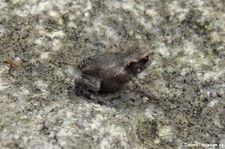 Junge Erdkröte (Bufo bufo) im Garten