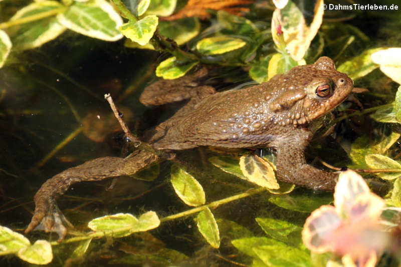 Erdkröte im Gartenteich