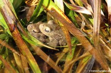 Erdkröten (Bufo bufo) im Gartenteich