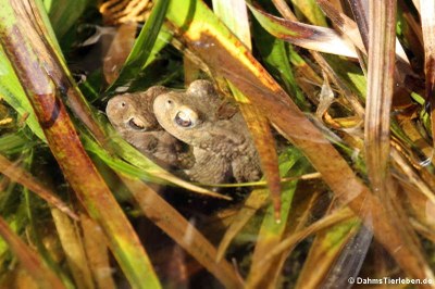 Erdkröten (Bufo bufo) im Gartenteich
