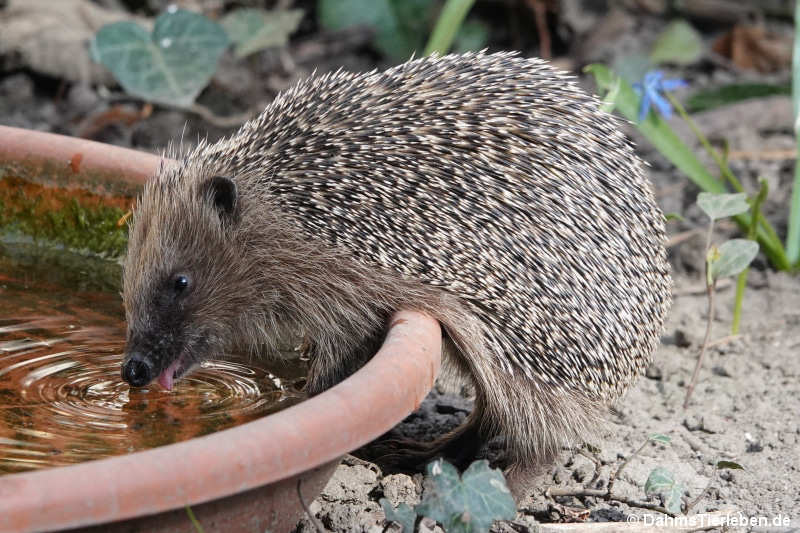 Erinaceus europaeus-3