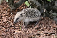 Junger Braunbrustigel (Erinaceus europaeus) im Garten