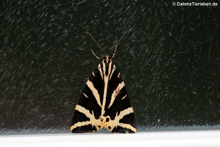 Euplagia quadripunctaria