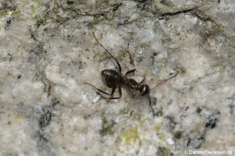 Formica cunicularia