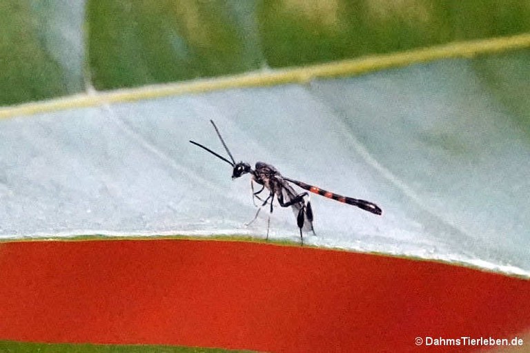 Gasteruption jaculator