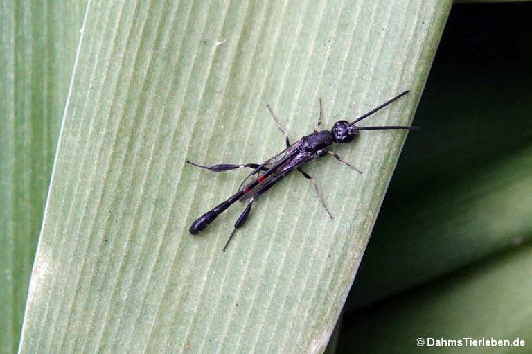 Gasteruption jaculator