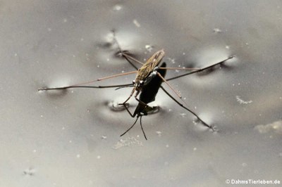 Gemeiner Wasserläufer (Gerris lacustris)