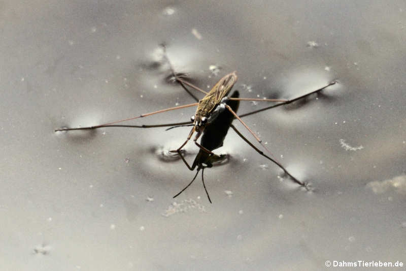 Gemeiner Wasserläufer (Gerris lacustris)