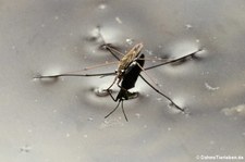 Gemeiner Wasserläufer (Gerris lacustris) im Garten