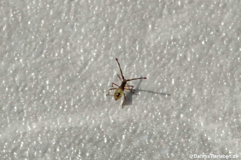 gonocerus-acuteangulatus.jpg