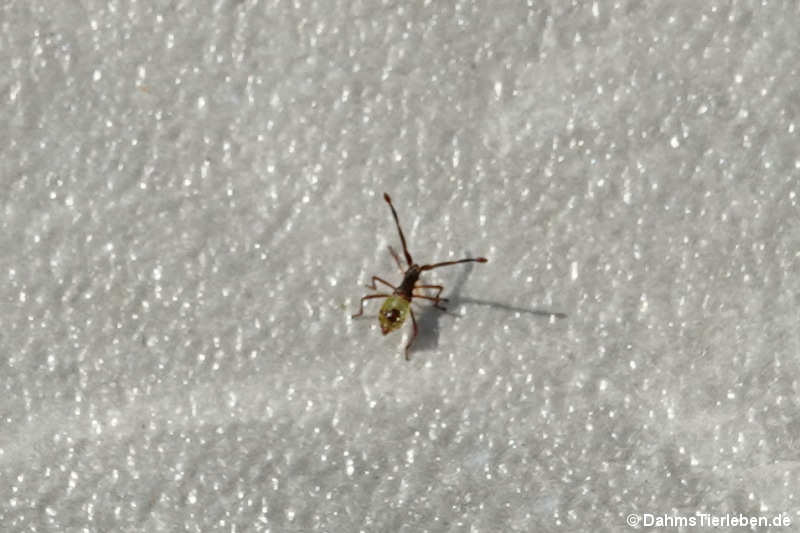 Gonocerus acuteangulatus-1