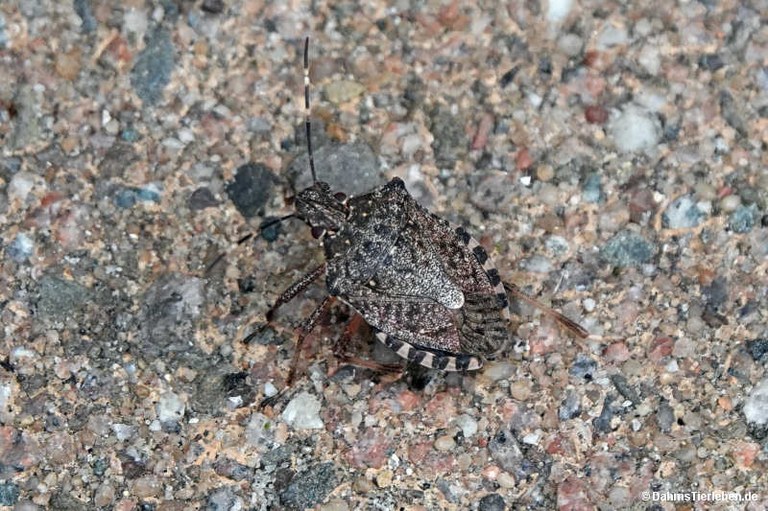 Halyomorpha halys
