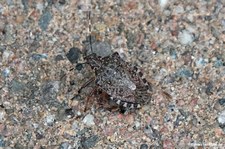 Halyomorpha halys-1