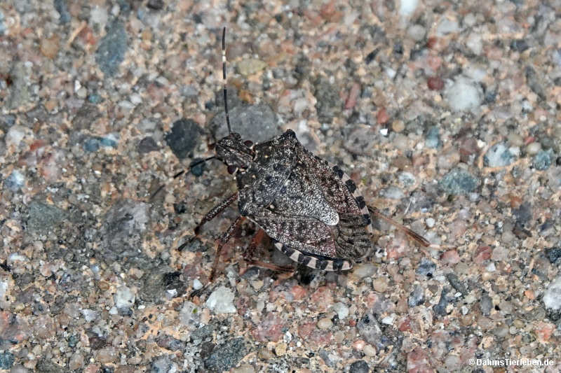 Halyomorpha halys