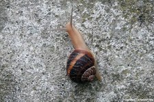 Helix lucorum-1