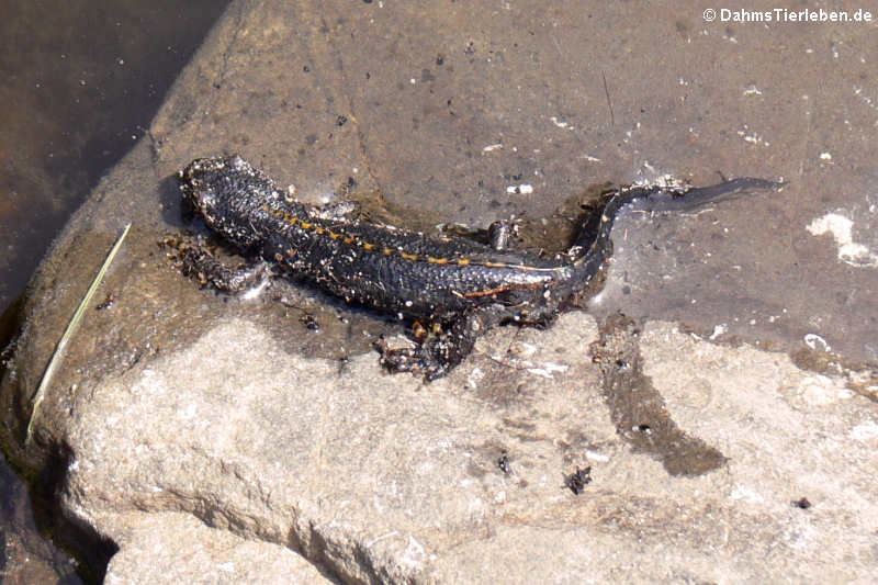 Mesotriton alpestris
